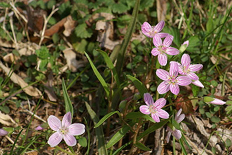 Wild Flowers